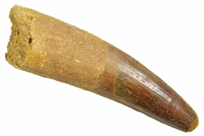 Fossil Spinosaurus Tooth - Feeding Worn Tip #363500